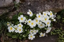 März     3325.webp