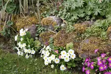 März     3525.webp