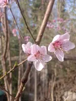 IMG_20250328_170436.webp