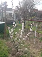 IMG_20250329_145519.webp