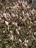 IMG_4918.jpeg