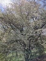 IMG_4917.jpeg