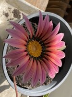 IMG_4915.jpeg