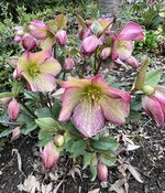 IMG_8287.jpeg