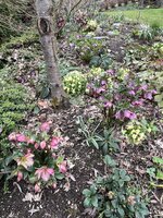 IMG_8288.jpeg