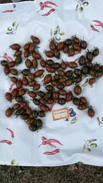 IMG_2120.jpeg