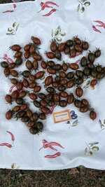 IMG_2120.jpeg
