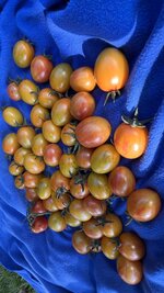 IMG_7411.jpeg