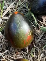 IMG_3628.jpeg