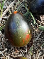 IMG_3628.jpeg