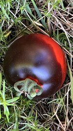 IMG_3544.jpeg