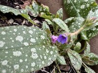 IMG_6324.jpeg