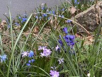 IMG_6386.jpeg
