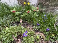 IMG_6387.jpeg