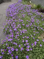 IMG_6394.jpeg