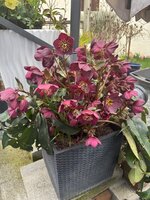 IMG_6390.jpeg