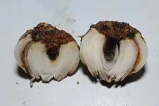 Hyazinthen-Zwiebel offen 20250330.webp