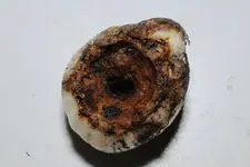 Hyazinthen-Zwiebel unten 20250330.webp