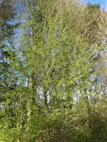 P1070551.webp