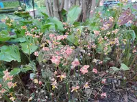 IMG_20250331_145209.webp