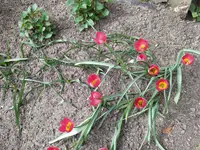 IMG_20250331_145027.webp