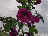 IMG_20240803_154536.jpg