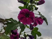 IMG_20240803_154536.webp