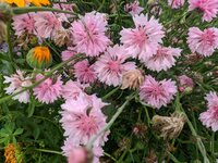 IMG_20240803_150801.jpg