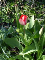 P1070521erste Tulpenblüte.JPG