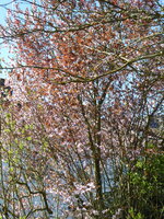 P1070522Blutpflaume.JPG