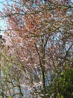 P1070522Blutpflaume.webp