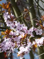 P1070523Blutpflaume.webp