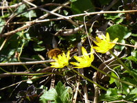 P1070524Scharbockskraut mit Wollschweber.JPG