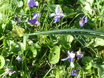 P1070525Veilchen.JPG