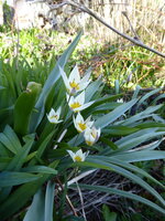 P1070527Wildtulpen.JPG
