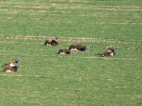 P1070533Mufflons.JPG
