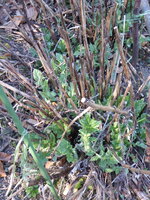 P1070535Kugeldistel.JPG