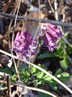 P1070540Lerchensporn.JPG