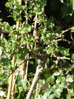 P1070542Stachelbeere.JPG