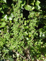 P1070543Stachelbeere.JPG
