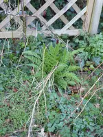 P1070548Mohn.webp