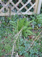 P1070548Mohn.JPG