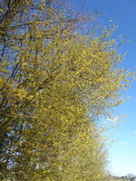 P1070549Kornellkirsche.JPG
