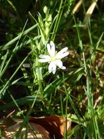 P1070550Hornkraut.JPG
