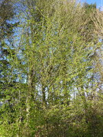 P1070551Weißdorn.JPG