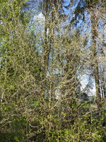 P1070552Pflaumenschlehe.JPG