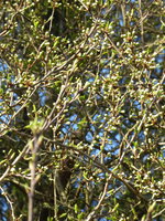 P1070553Pflaumenschlehe.JPG