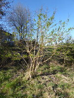 P1070554Sieben-Söhne-des-Himmels.JPG