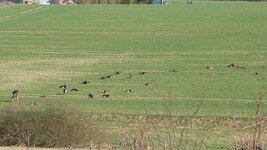 P1070557Mufflons.JPG