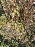 P1070561Rote Johannisbeere.JPG